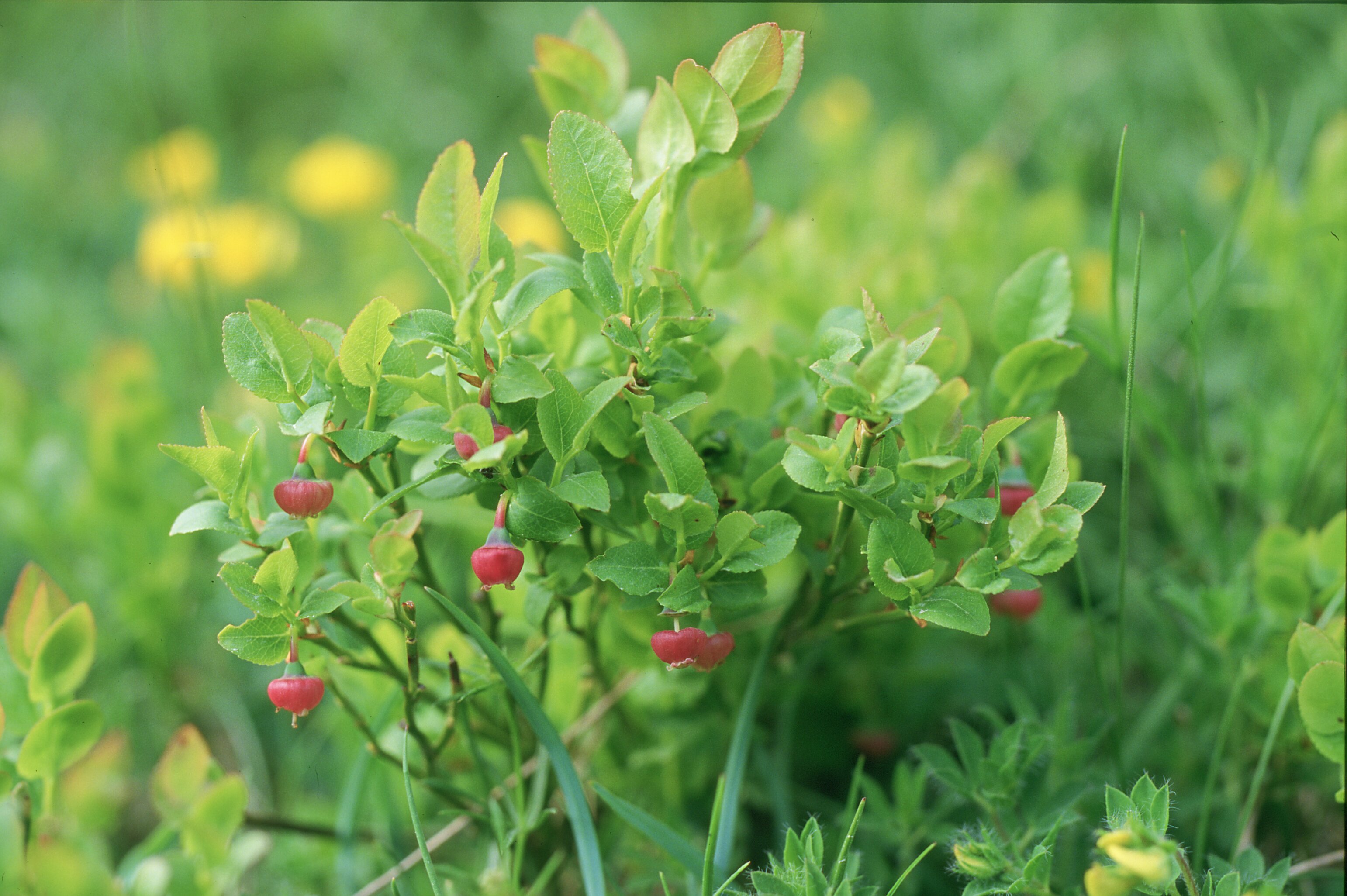 Myrtille sauvage en fleurs