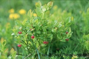 Myrtille sauvage, pole flore & habitats, ORB, CBNBP
