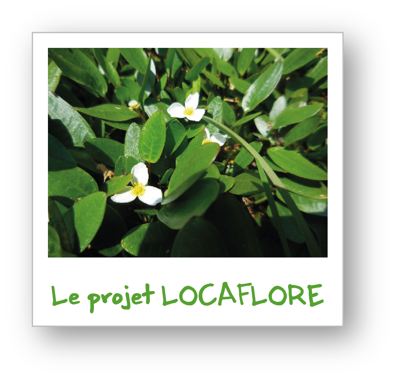 Chapitre 2 Locaflore-CVL, VALBIODIV-CVL, biodiversité végétale, région centre-val de loire
