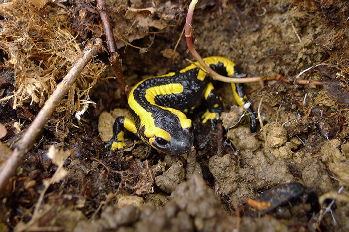 Salamandre Tâchetée - © Giban Martine/SIRFF