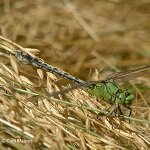 Gomphe serpentin _ C.Maurer/SIRFF