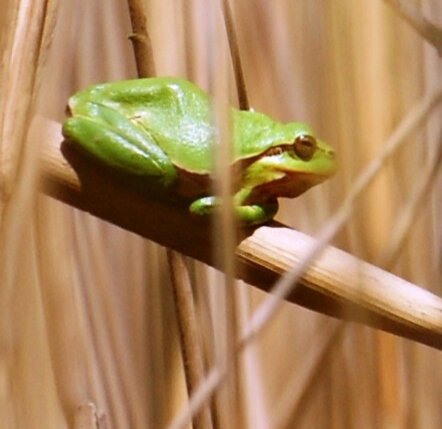 Rainette verte
