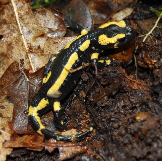 Salamandre tachetée